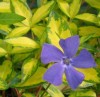 Vinca minor 'Illumination'