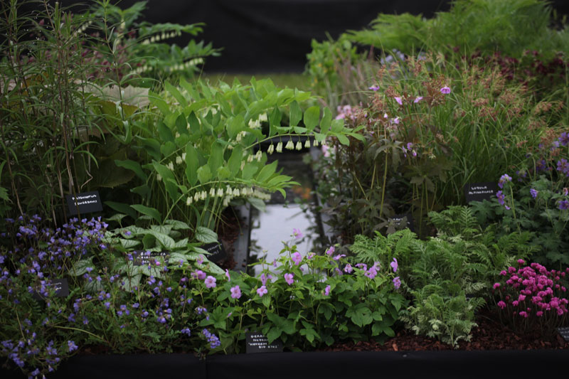 Suffolk Show 2013