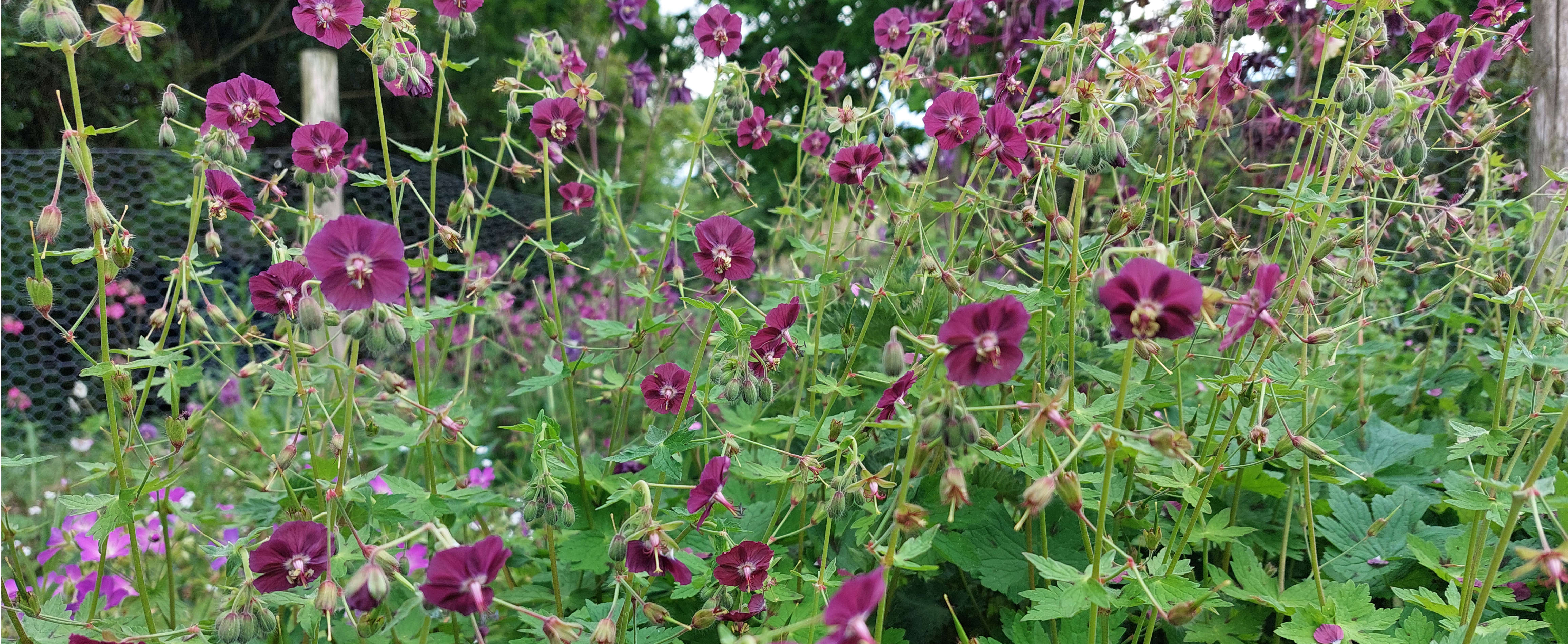 The Plantsman's Preference - The Plantsman's Preference