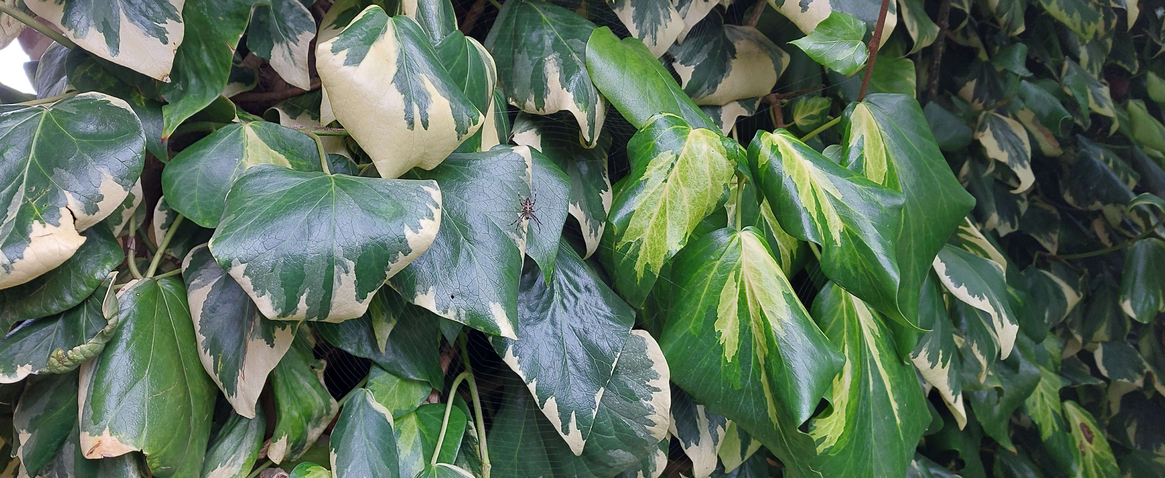 rhododendron variegata R. 'Unique' variegated form – Singing Tree Gardens Nursery main image 0