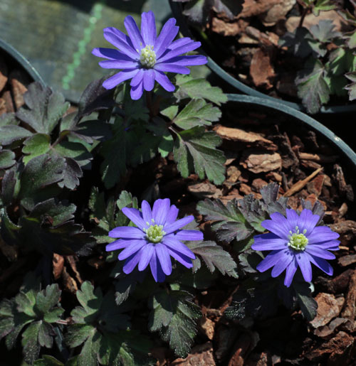 Anemone apennina 'Petrovac' CEH538