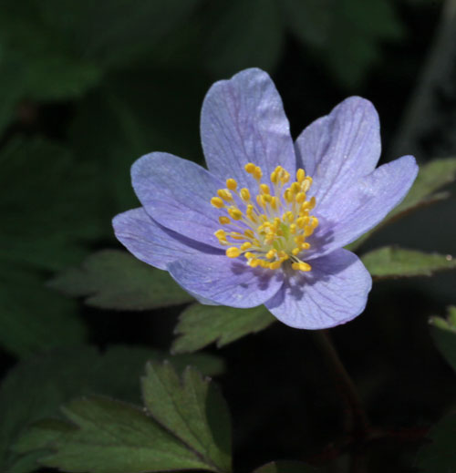 Anemone nemorosa 'Dell Garden'