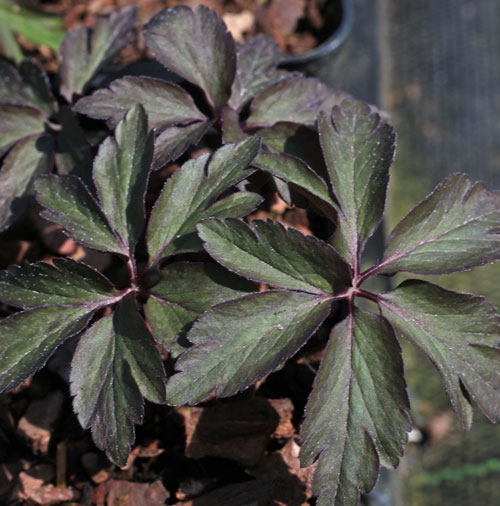 Anemone nemorosa 'Evelyn Meadows'