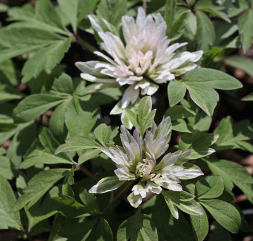 Anemone nemorosa 'Stammheim'