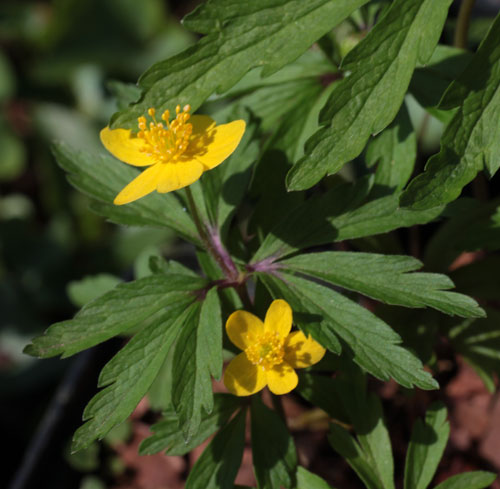 Anemone ranunculoides ssp. wockeana