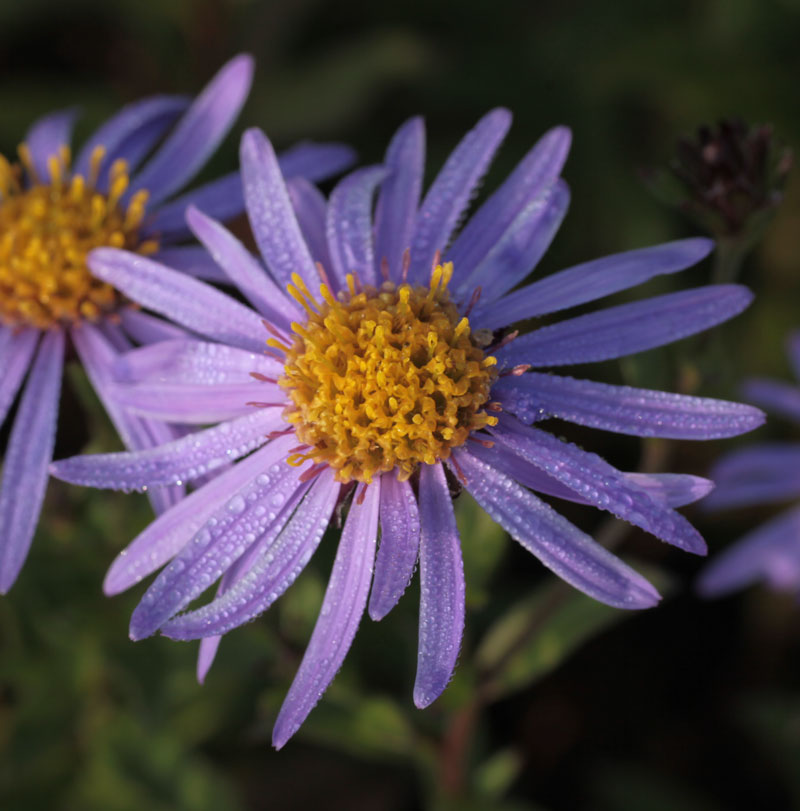 Aster amellus 'Rudolf Goethe'