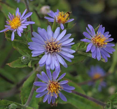 Eurybia x herveyi, formerly Aster x herveyi