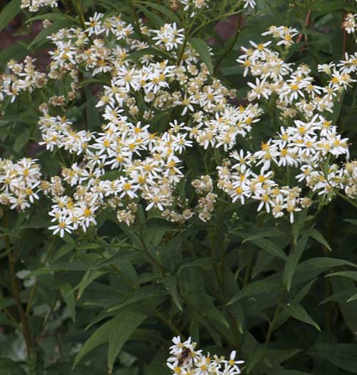 Doellingeria umbellata, formerly Aster umbellatus