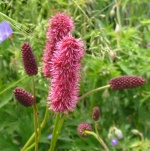 Sanguisorba