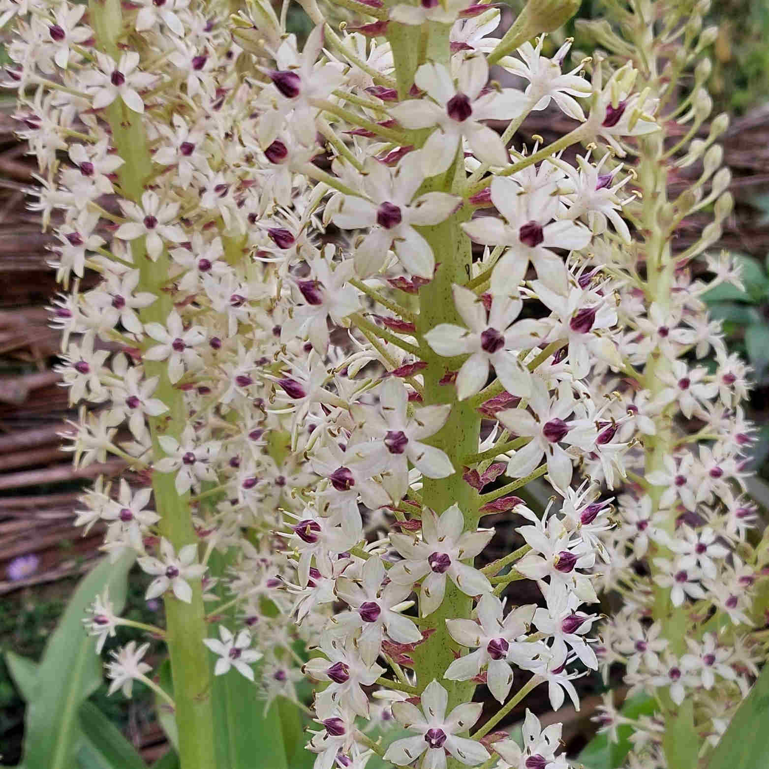 Eucomis