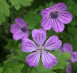 All Other Geraniums