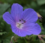 ALL Geraniums