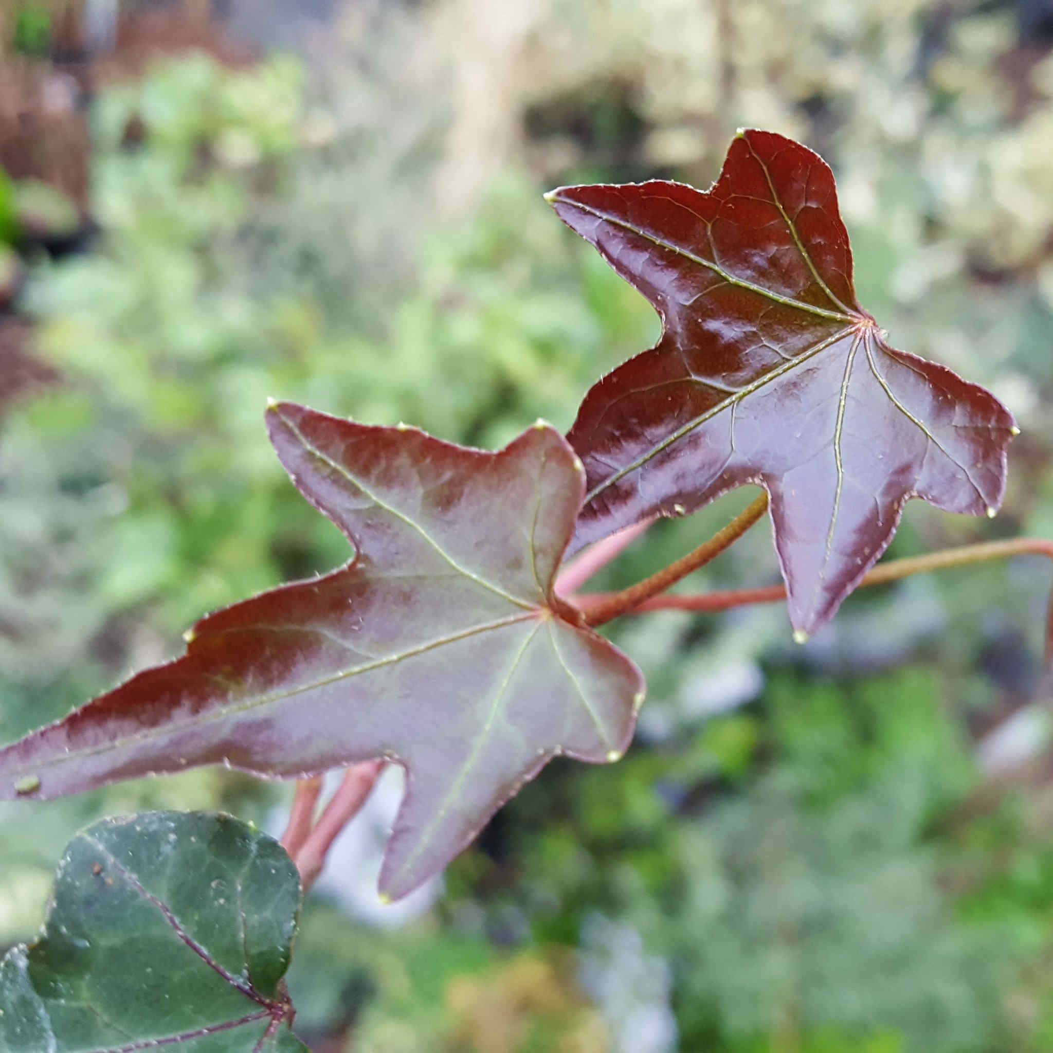 Hedera - other species