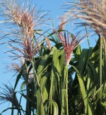 Miscanthus