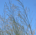 Molinia