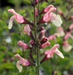 Salvia