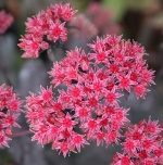 Sedum