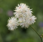 Thalictrum