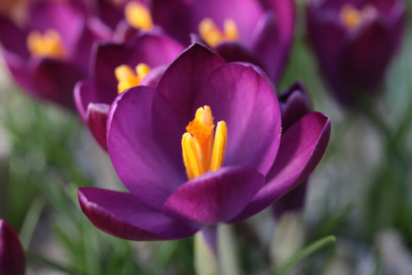 Crocus tommassinianus 'Claret'