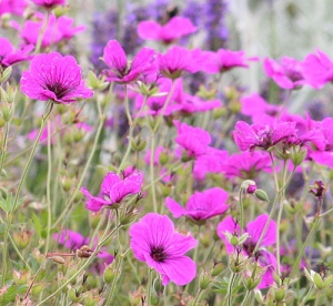 Geranium psilostemon