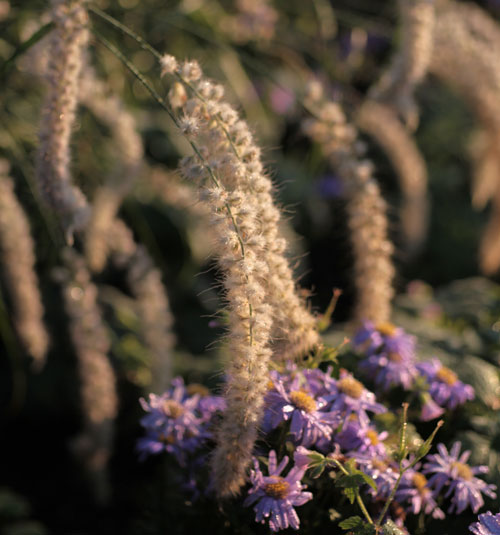 Pennisetum orientale 'Tall Tails' and Aster x frikartii 'Jungfrau'