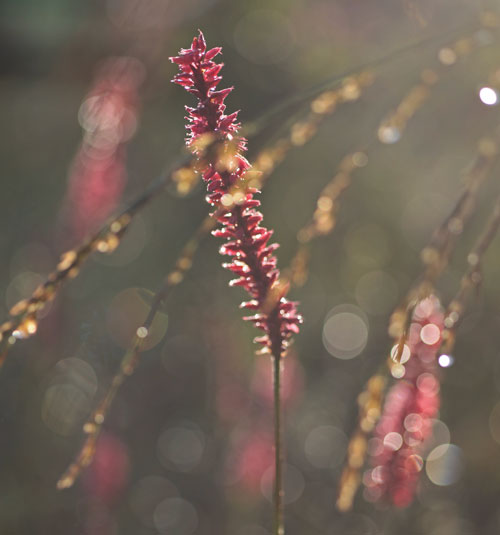 Persicaria amplexicaulis 'Rubie's Pink'