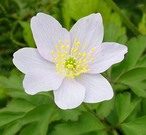 Anemone nemorosa 'Parlez Vous'