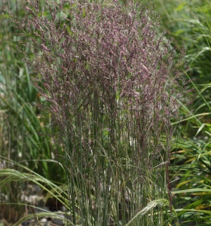 Calamagrostis x acutiflora 'Overdam'