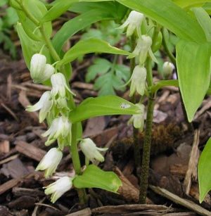 Disporopsis bakeri