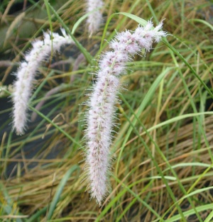 Pennisetum orientale 'Tall Tails'