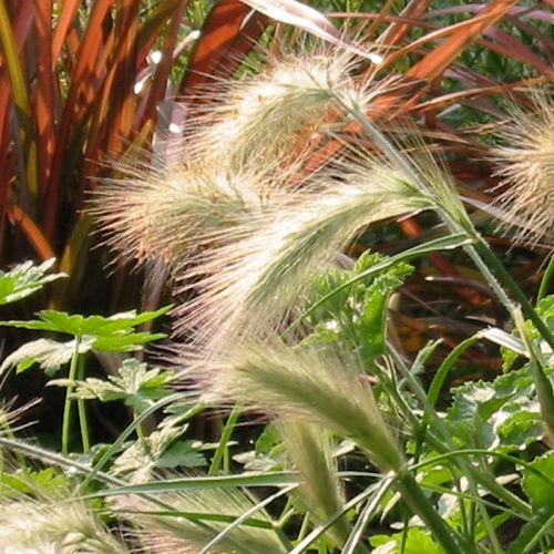 Pennisetum villosum