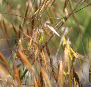 Stipa gigantea