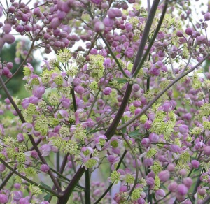 Thalictrum 'Elin'