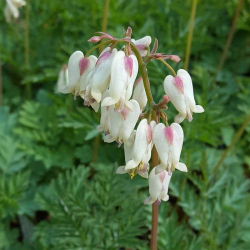 RHS Award of Garden Merit The Plantsman's Preference