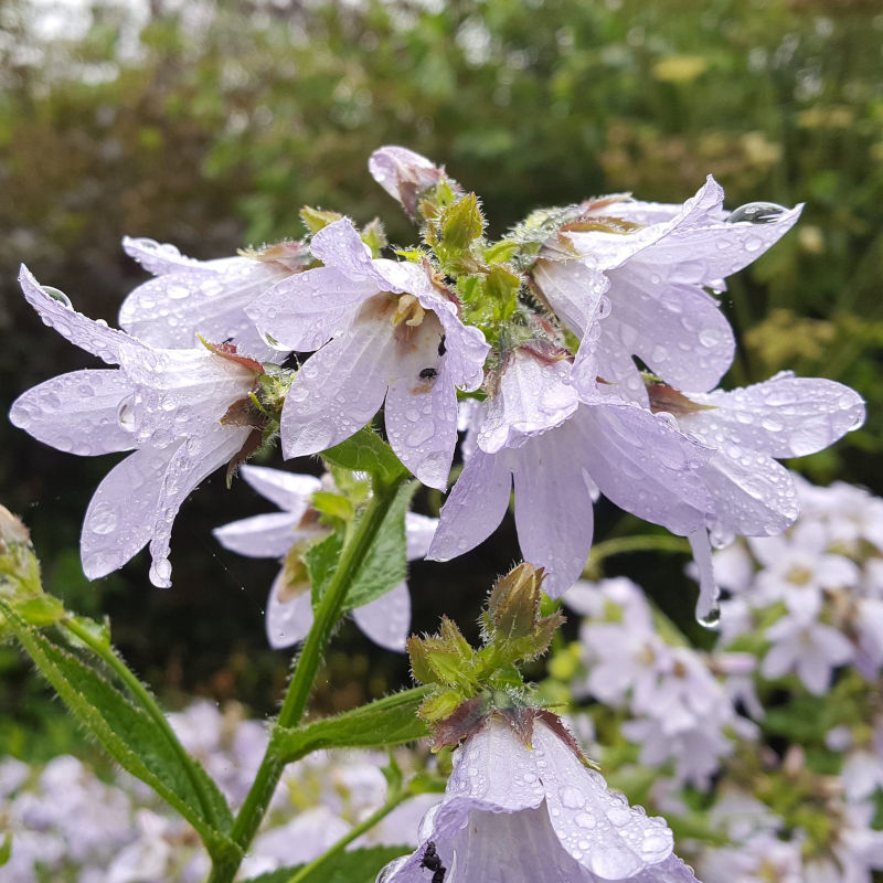 Campanula lactiflora 'Platinum'