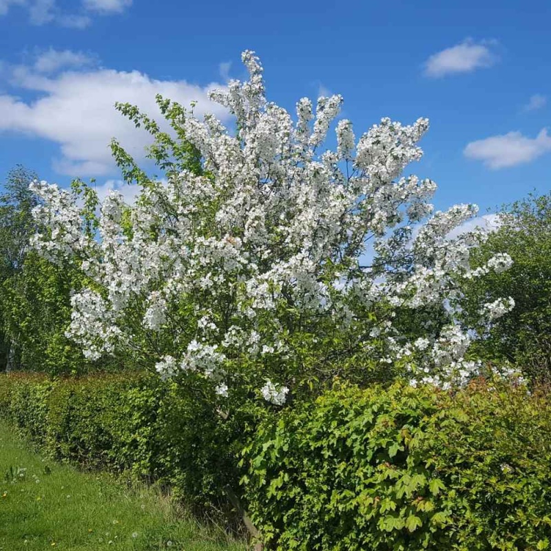 RHS Award of Garden Merit - The Plantsman's Preference