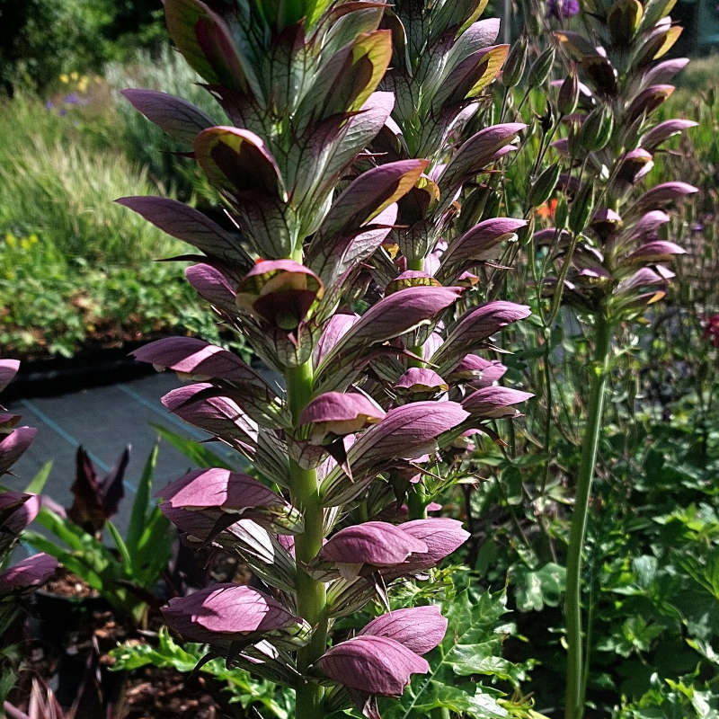 Acanthus mollis 'Long Spike'