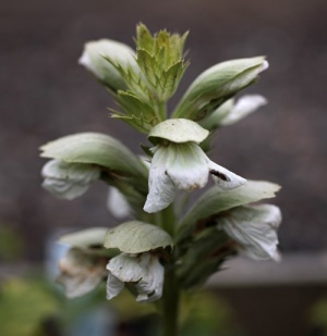 Acanthus mollis 'Rue Ledan'