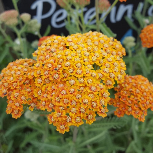 Achillea 'Inca Gold'