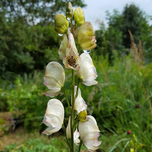 Aconitum sp. ACE1449