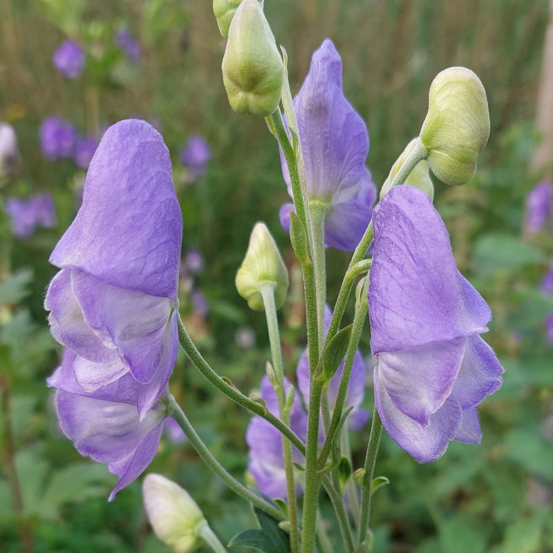 Aconitum 'Blue Opal'