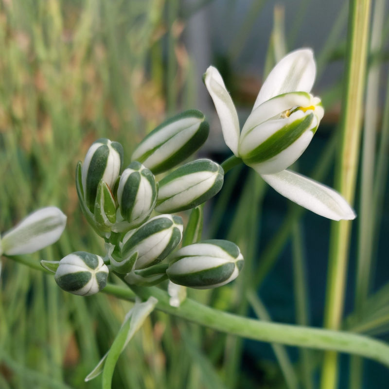 Albuca sp. G&L13