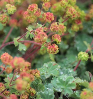 Alchemilla erythropoda