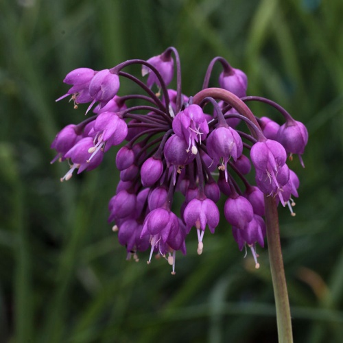 Allium cernuum