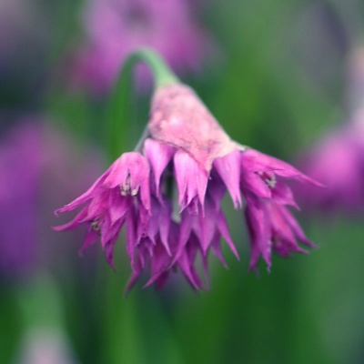 Allium cyathophorum var. farreri