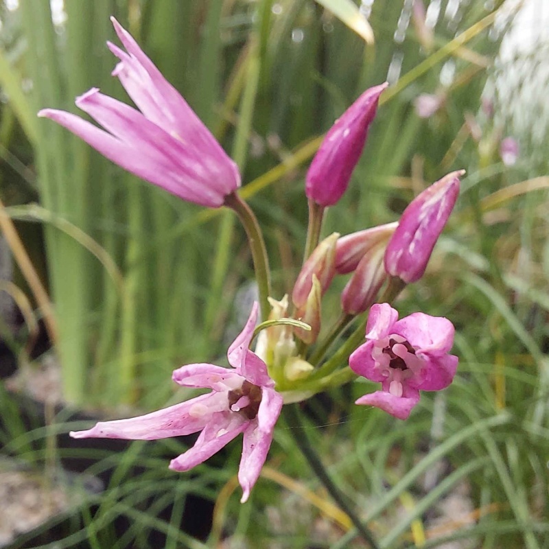 Allium mairei var amabile deep pink