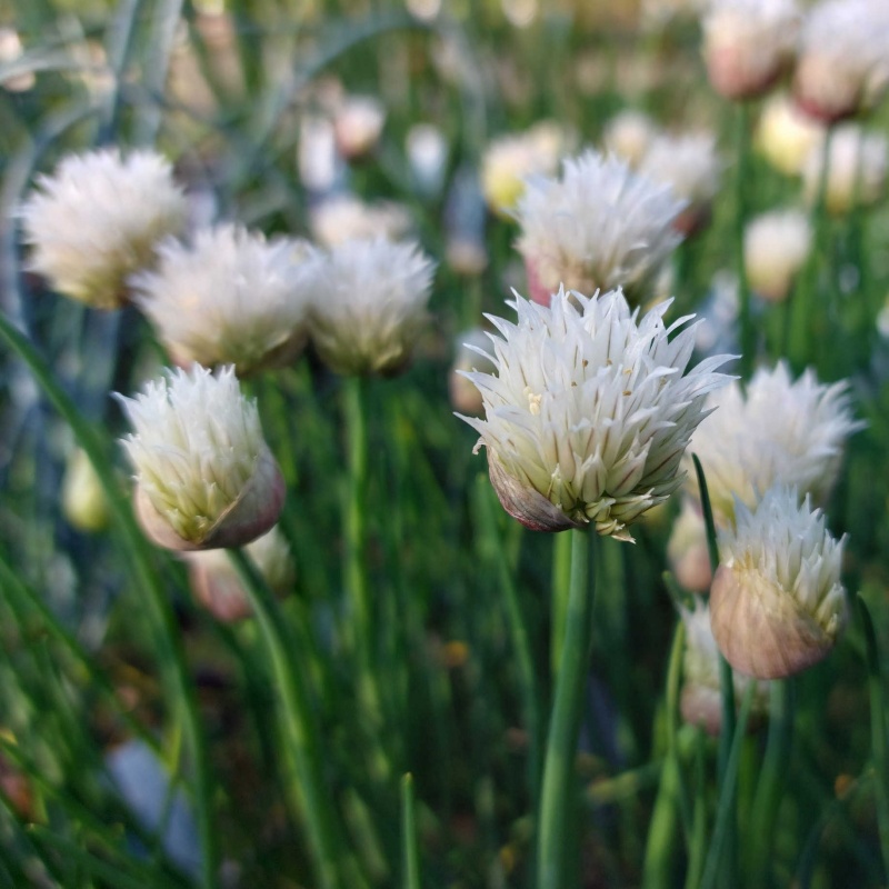 Allium schoenoprasum 'Silver Chimes'