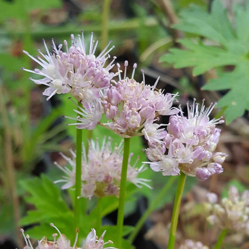 Allium togashii