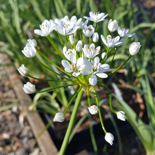 Allium subhirsutum