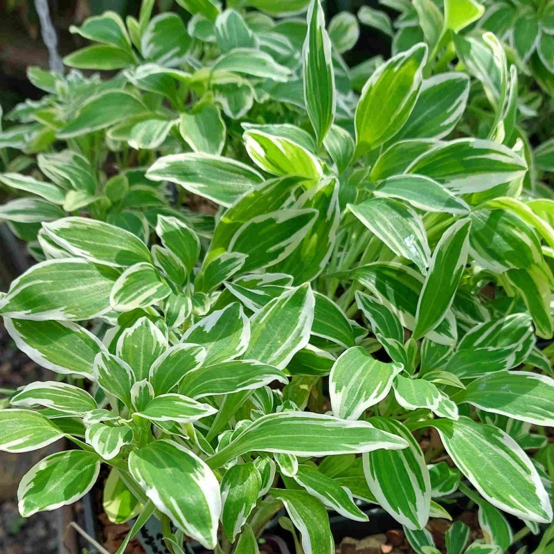 Alstroemeria psittacina 'Royal Star' - The Plantsman's Preference